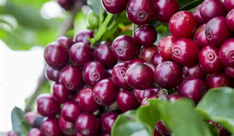 cherryrobusta|India Cherry Robusta 17 GrainPro 